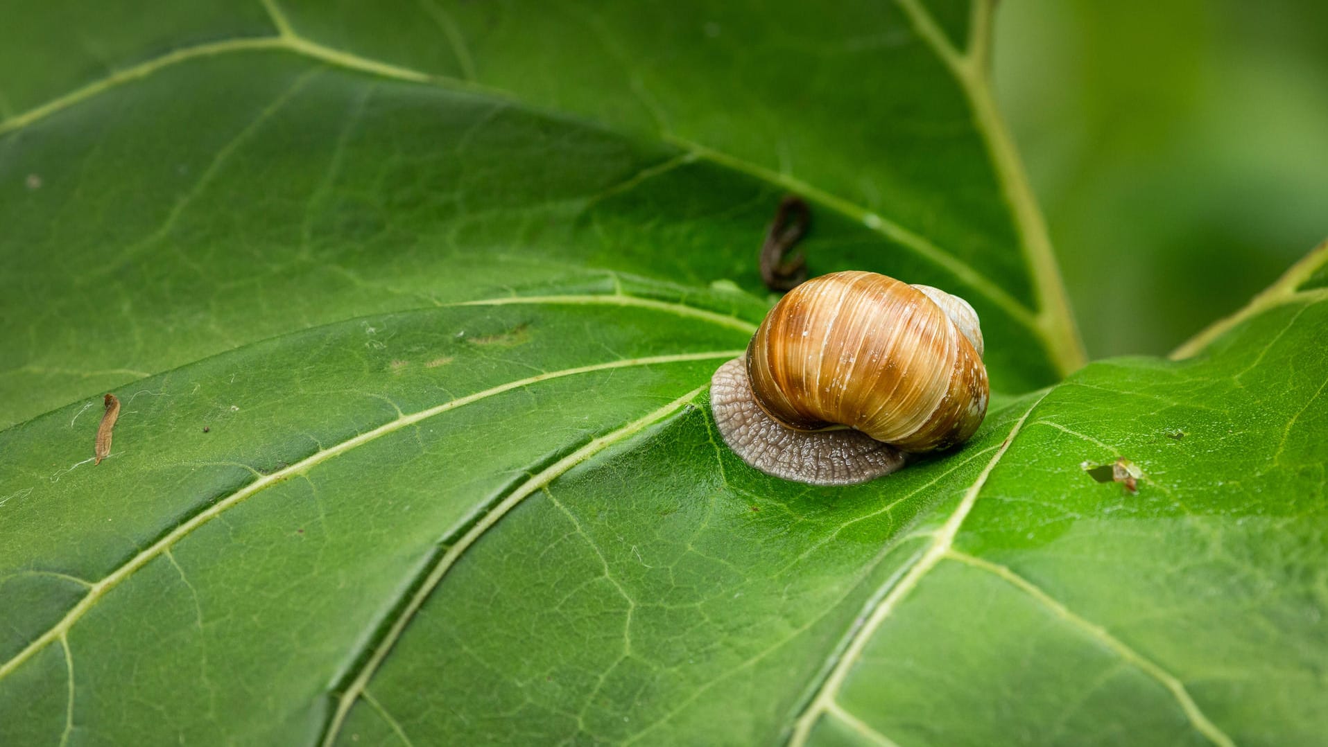 Schnecke auf einem Blatt: Sie Sollten Ihre Paprikapflanze regelmäßig auf einen Befall kontrollieren.