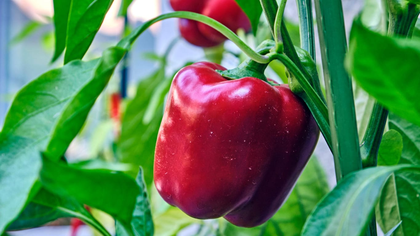 Paprikapflanze: Das Gemüse können Sie sogar auf Ihrem Balkon anbauen, wenn Sie einige Hinweise beachten.