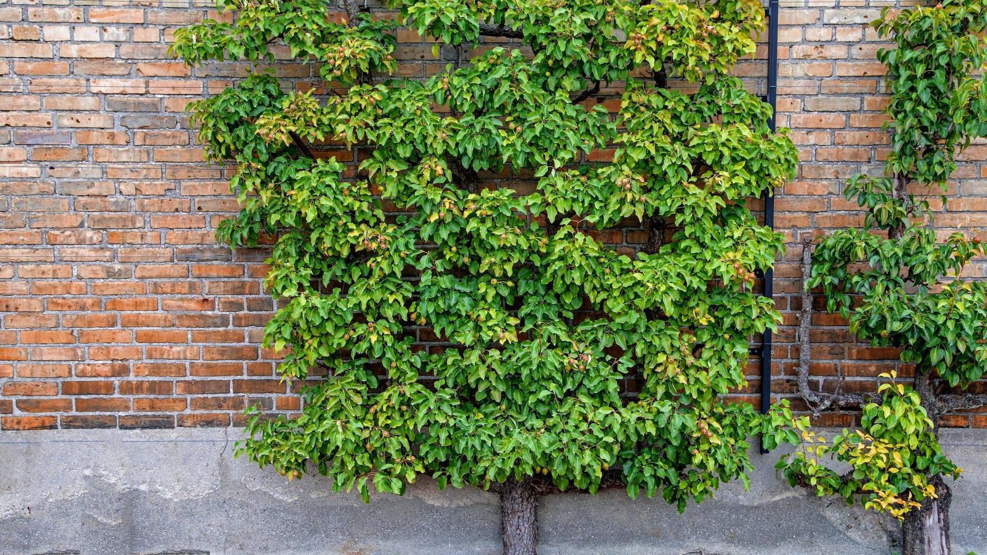 Kultur-Birne (Pyrus communis): Sie begrünt hier mit ihren Blättern und Früchten eine Klinkermauer.