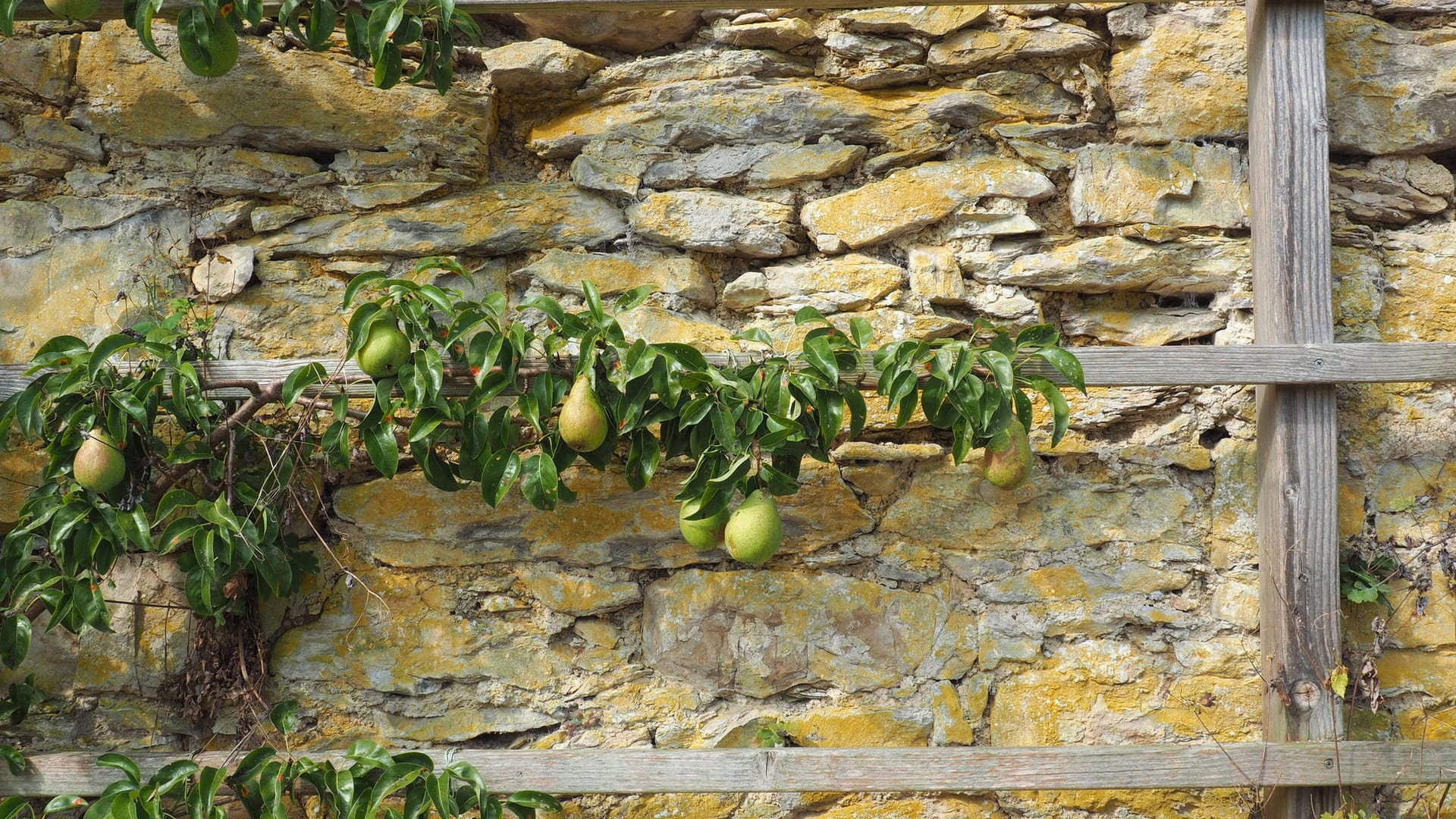 Kultur-Birne (Pyrus communis): Sie wächst hier an einem verwitterten Spalier aus Holz.