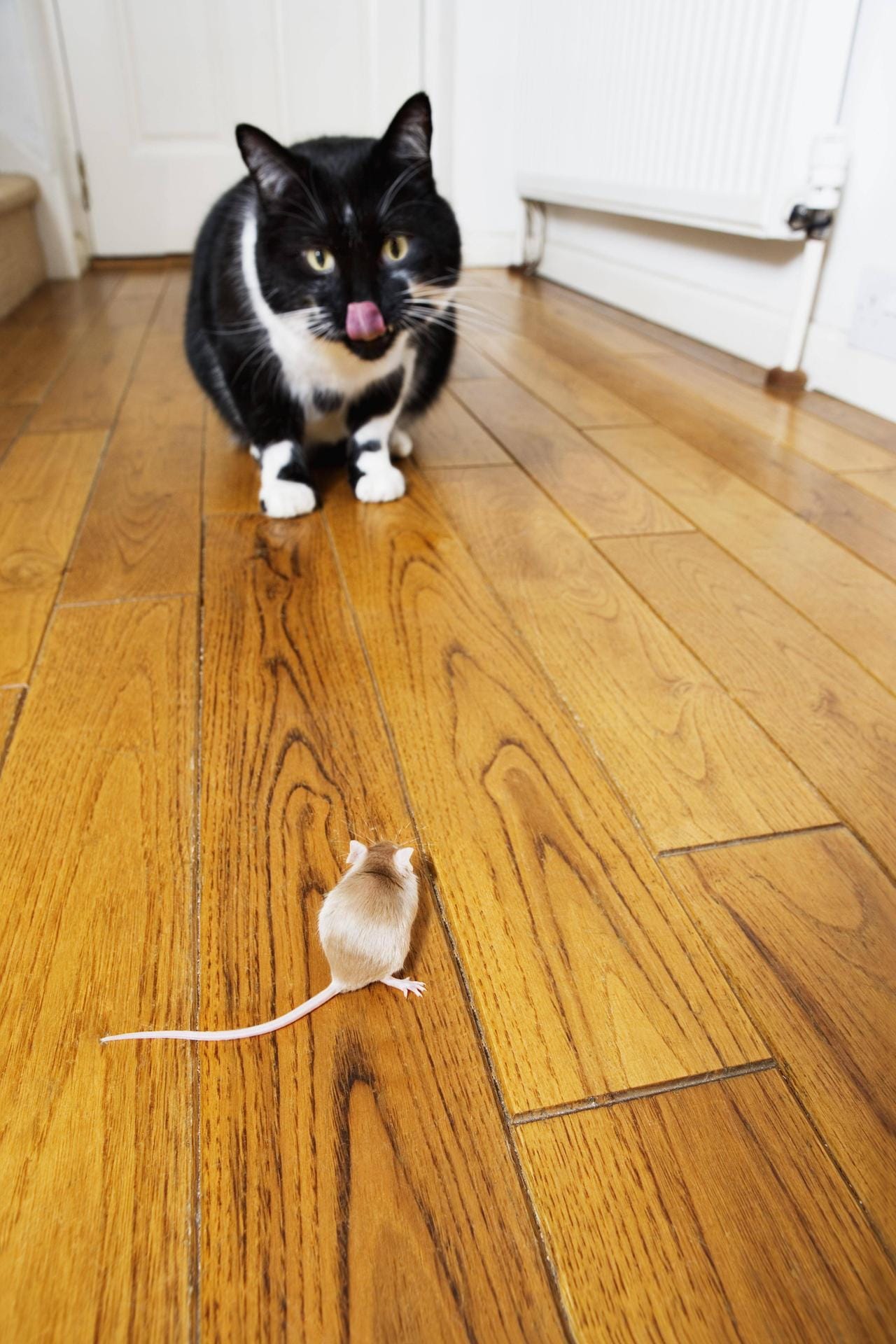 Zwar sind Katzen gute Mäusejäger, jedoch eignen sie sich vorwiegend zur Mäusebekämpfung außerhalb des eigentlichen Wohnraums.