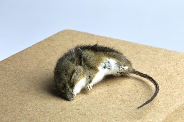 Aus gleich mehreren Gründen raten wir vom Einsatz von Mäusegift ab.