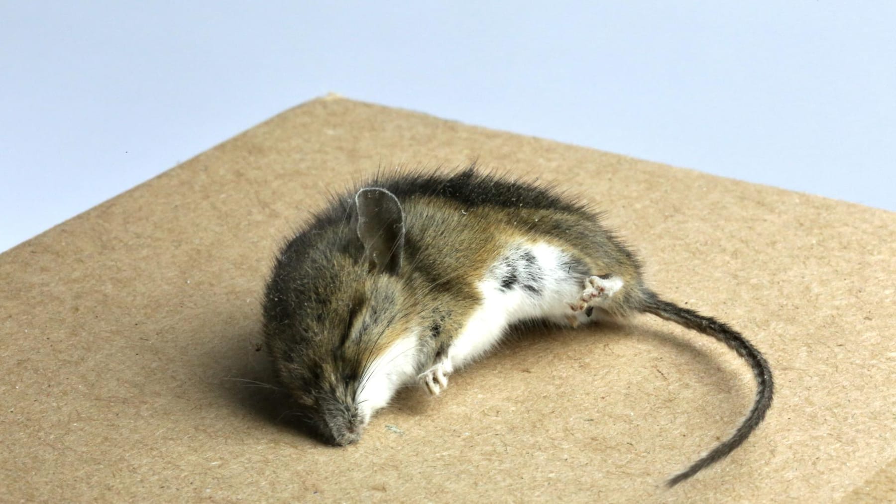 Mäuse vertreiben: 5 tierfreundliche Hausmittel 