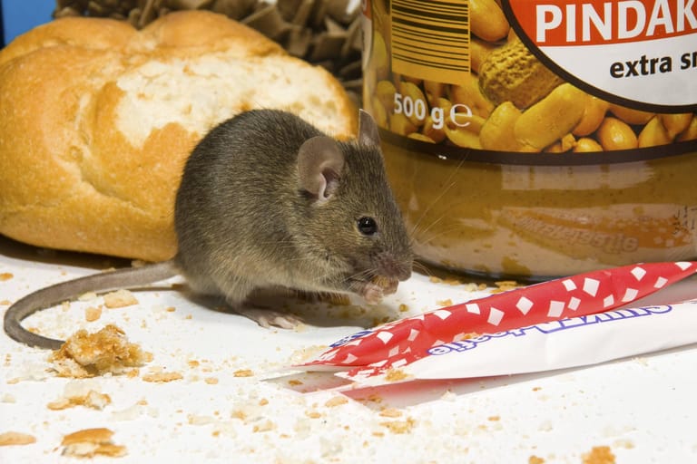 Mäuse gelten als Hygiene- und Materialschädlinge. Sie hinterlassen überall ihren Kot und nagen neugierig fast alles an, was ihnen in den Weg kommt.