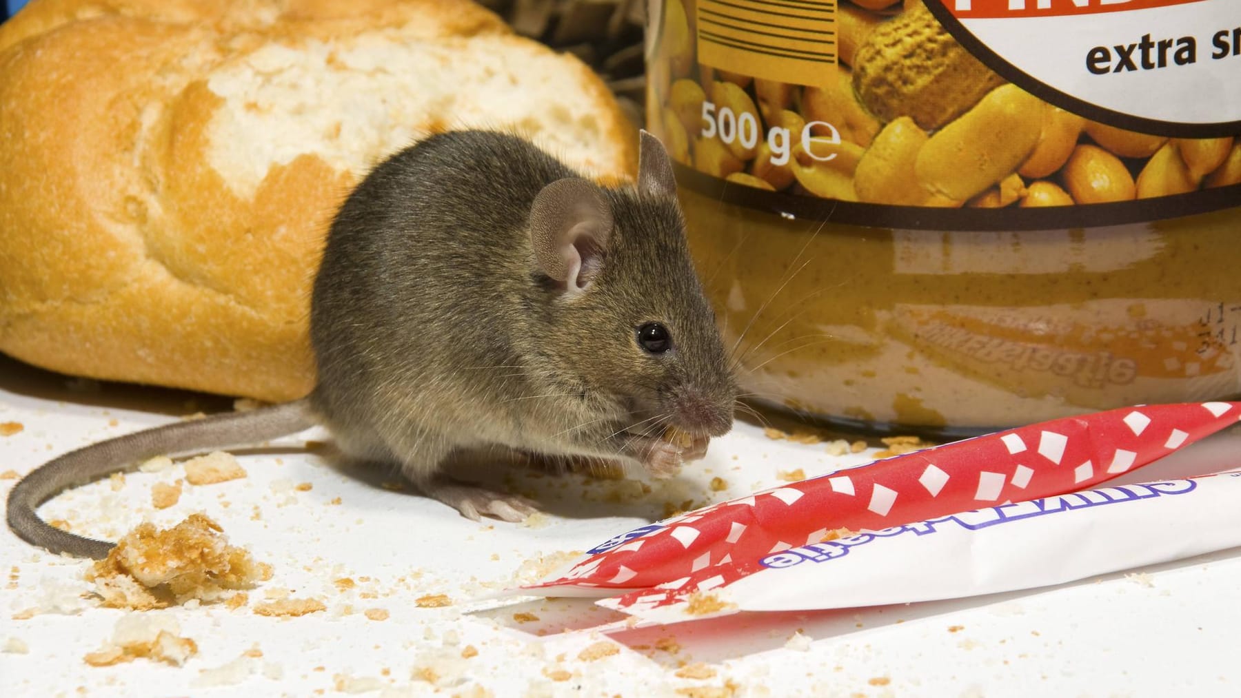 Mäuse vertreiben: 5 tierfreundliche Hausmittel 
