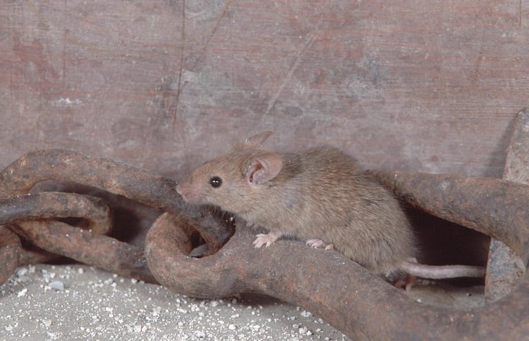 Das Robert Koch Institut warnt eindringlich vor Mäusen. "Vorsicht im Umgang mit und bei Kontakt von Mäusen ist geboten!", so der Rat.