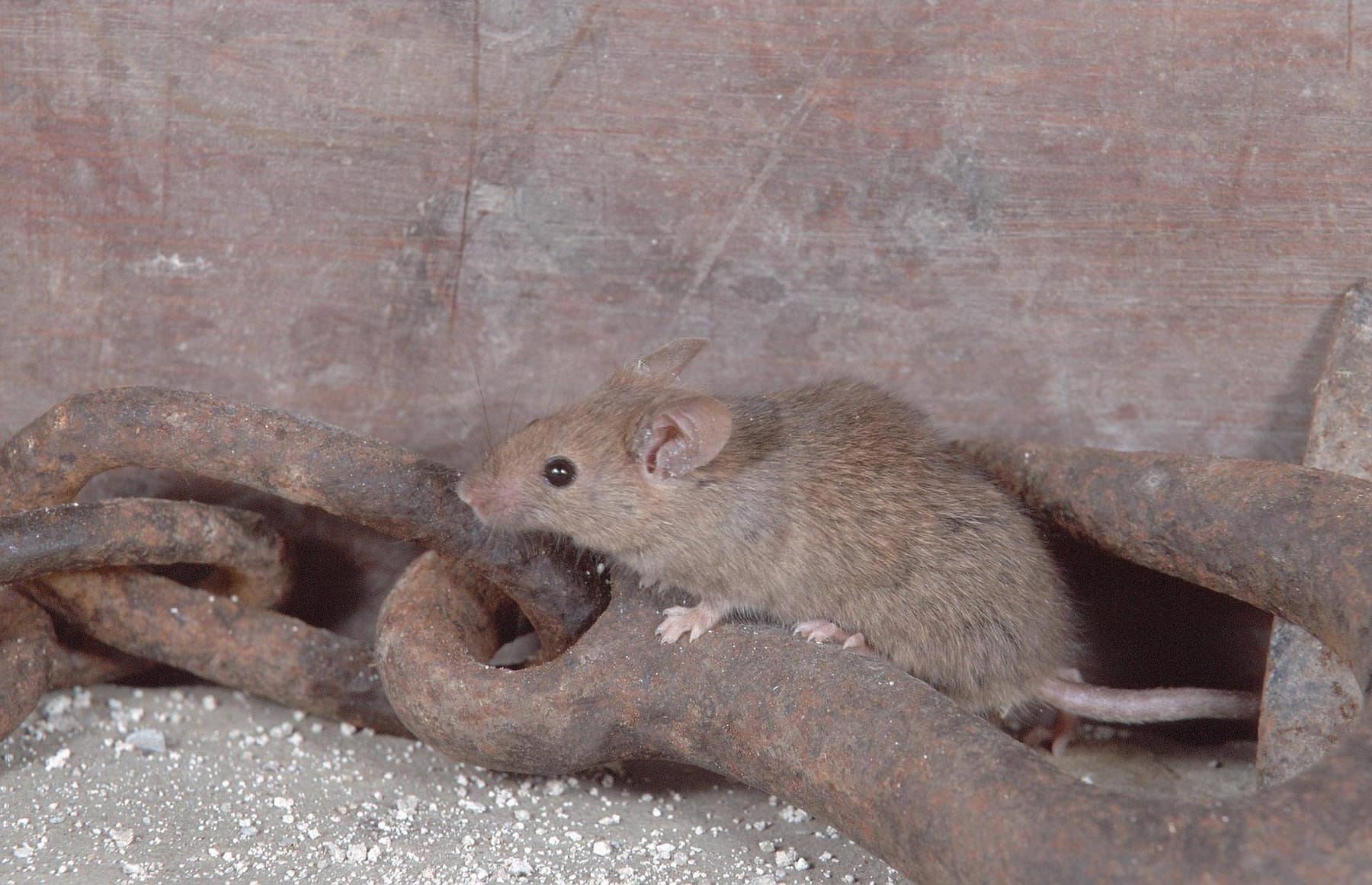 Mäuse im Haus: Befall früh erkennen und Mäuse bekämpfen