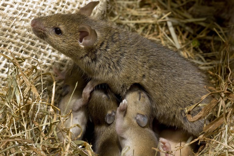 Ein möglichst rasches Vorgehen gegen Mäuse im Haus ist unbedingt geboten, denn aus wenigen unerwünschten Untermietern wird schnell eine echte Mäuseplage, die ohne Experten-Hilfe kaum noch in den Griff zu kriegen ist.