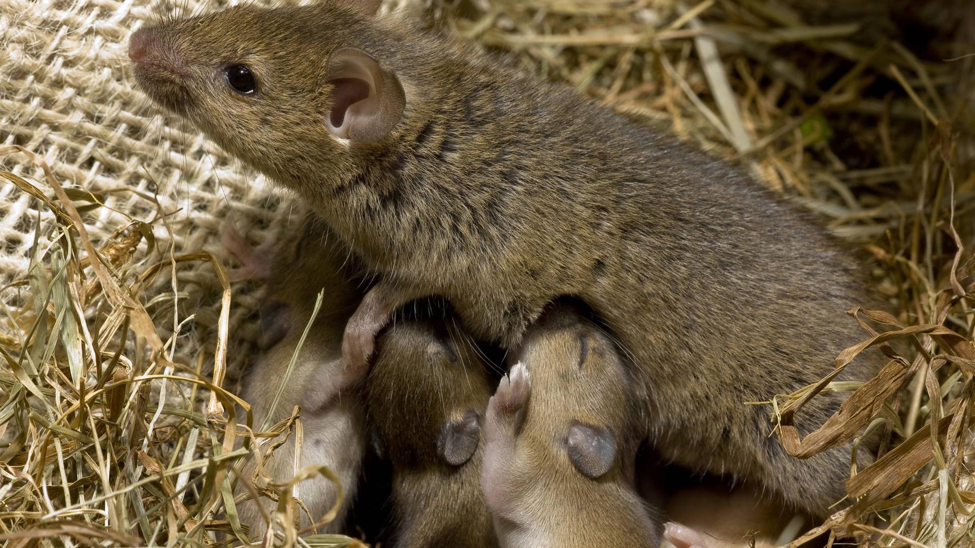 Ein möglichst rasches Vorgehen gegen Mäuse im Haus ist unbedingt geboten, denn aus wenigen unerwünschten Untermietern wird schnell eine echte Mäuseplage, die ohne Experten-Hilfe kaum noch in den Griff zu kriegen ist.