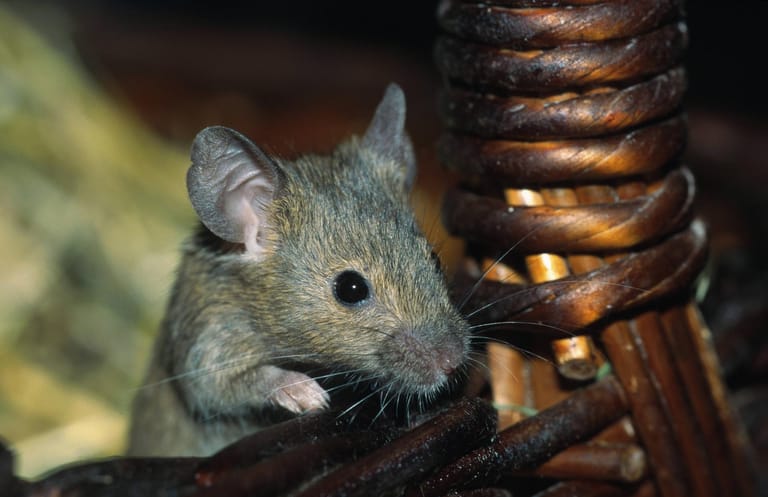 Mäuse sind nicht nur klein und flink, sondern auch sehr scheu.