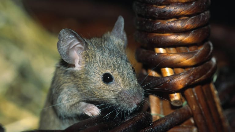 Mäuse sind nicht nur klein und flink, sondern auch sehr scheu.