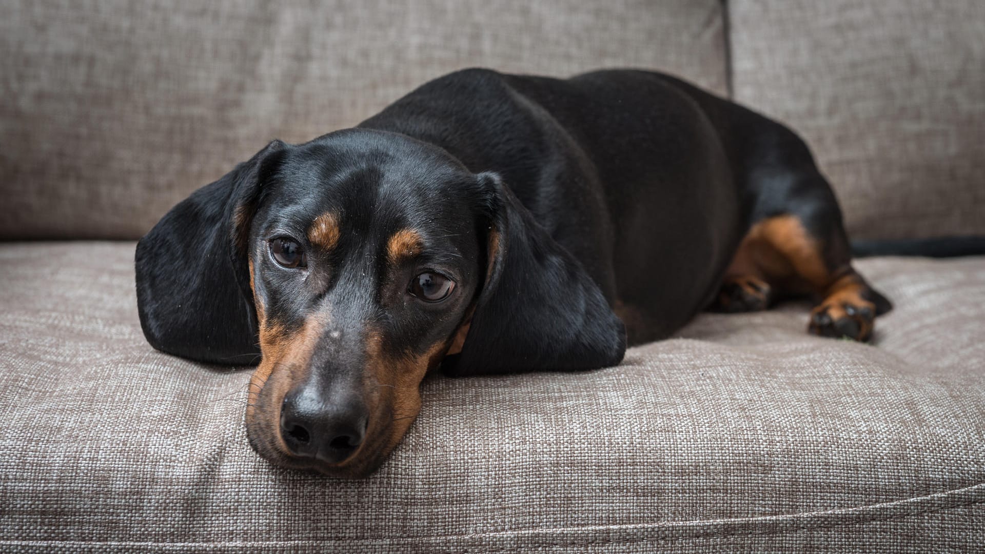 Hund: Manchmal sind es schon kleinste Mengen von einigen Lebensmitteln, die einem Hund schaden können.