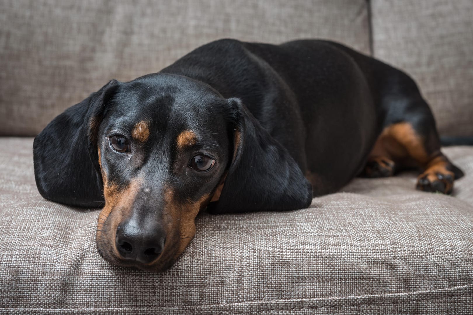 Hund: Manchmal sind es schon kleinste Mengen von einigen Lebensmitteln, die einem Hund schaden können.