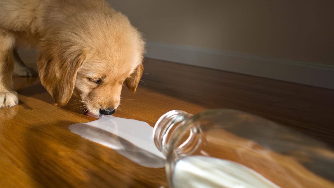 Hund: Milchprodukte verträgt nicht jeder Hund.