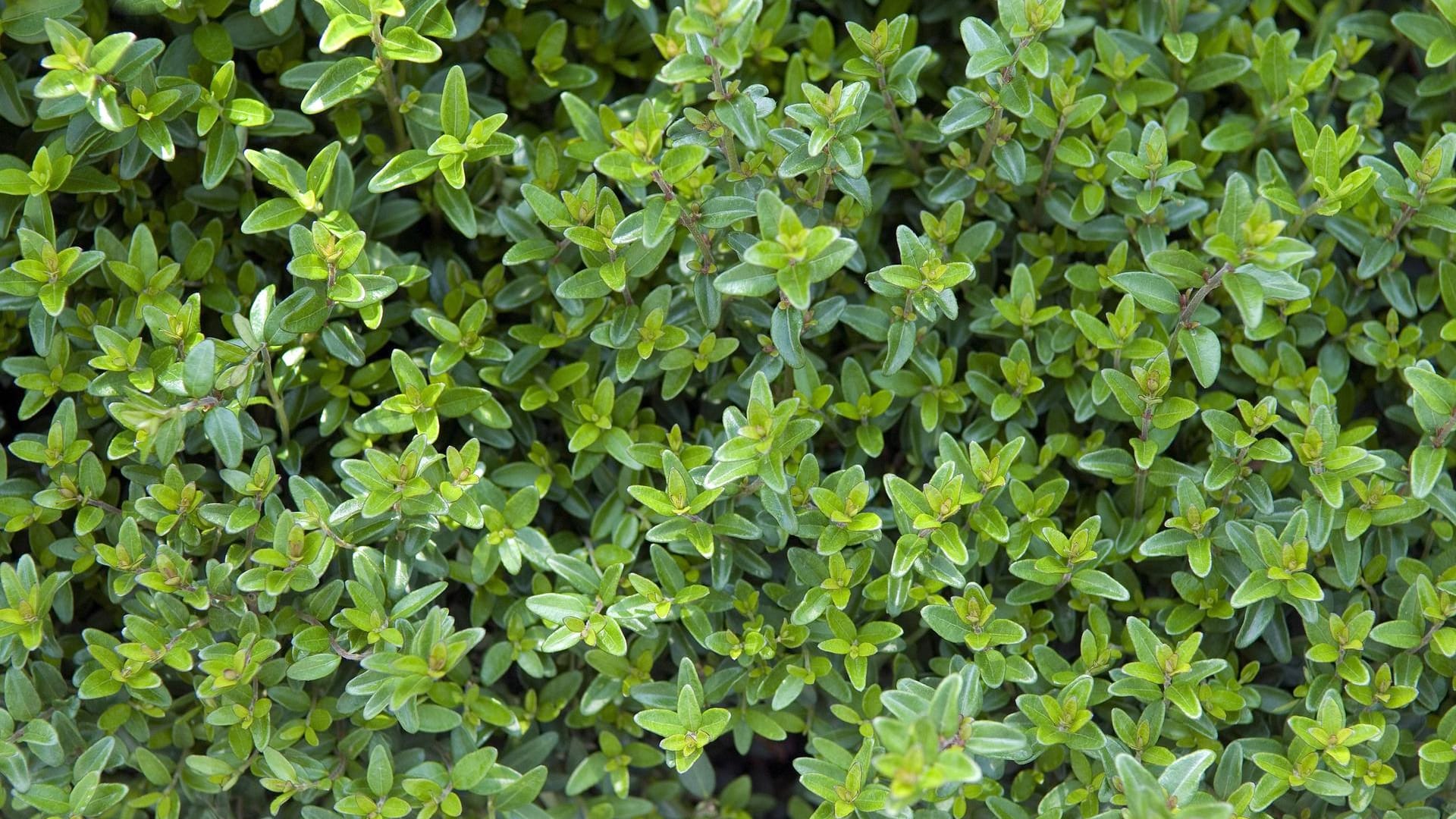 Heckenmyrte (Lonicera nitida): Sie wird auch Immergrüne Heckenkirsche genannt.