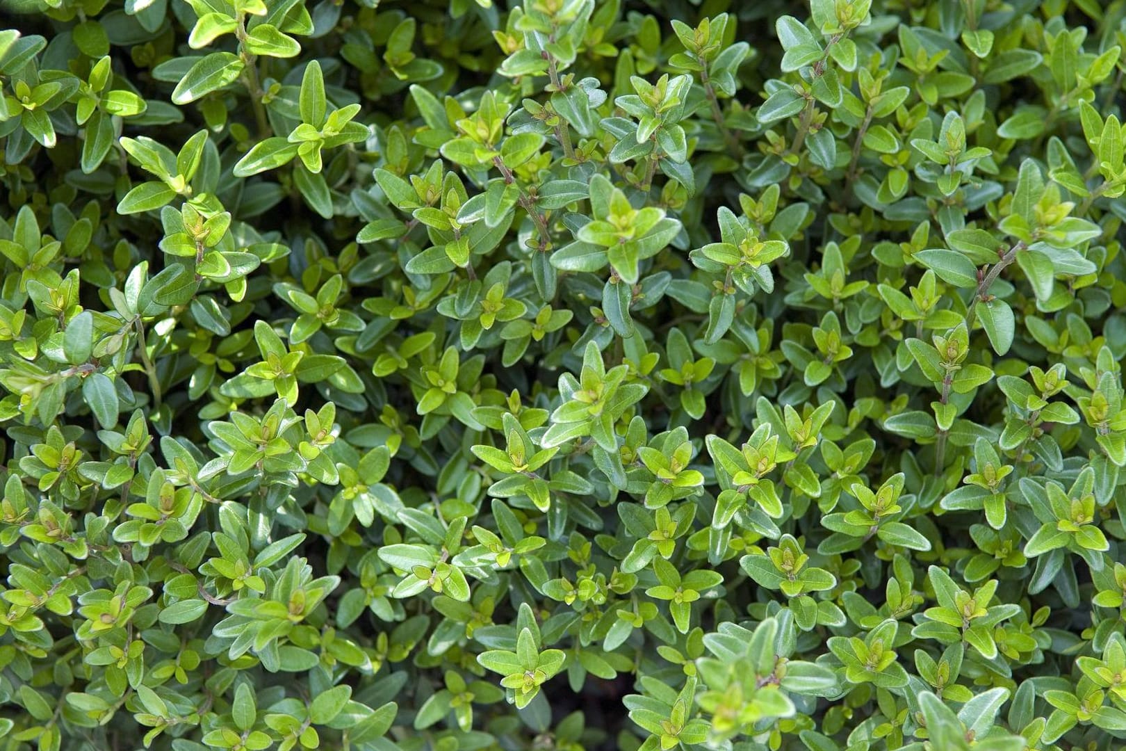 Heckenmyrte (Lonicera nitida): Sie wird auch Immergrüne Heckenkirsche genannt.