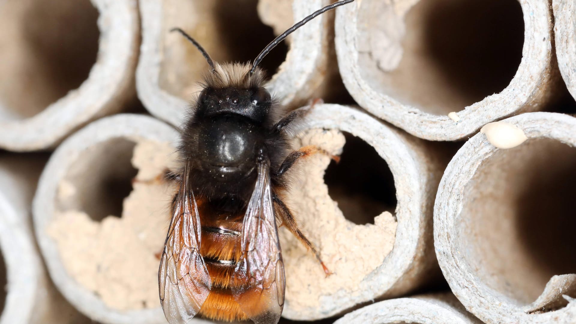 Insektenhotel: Eine Rote Mauerbiene ist im Frühling aus einem Bambusrohr eines Insektenhotels geschlüpft.