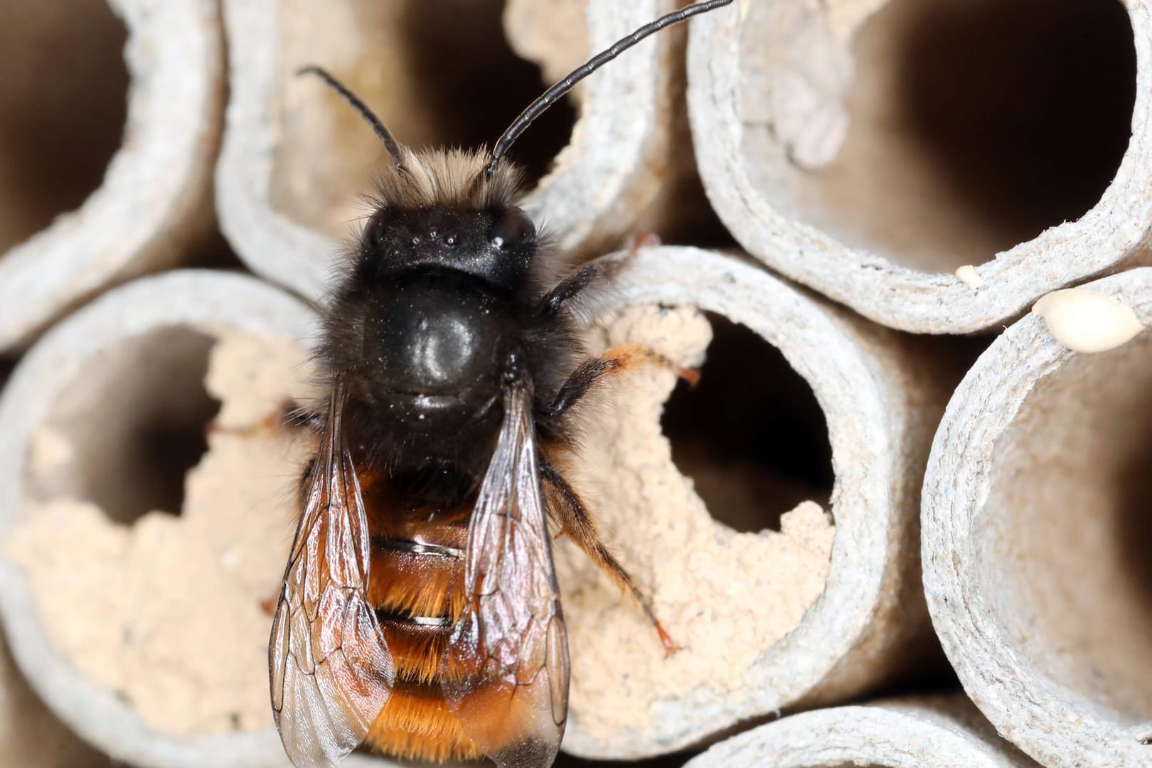 Insektenhotel: Eine Rote Mauerbiene ist im Frühling aus einem Bambusrohr eines Insektenhotels geschlüpft.