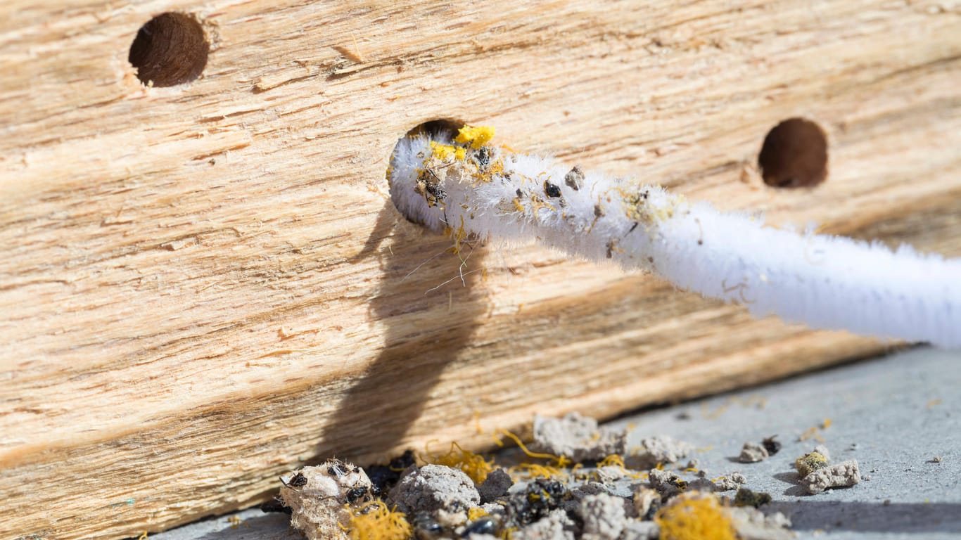 Insektenhotel: Mit einem Pfeifenputzer sollten Sie alte Nestverschlüsse, Dreck, abgestorbene Tierchen und die Kotschnüre entfernen.