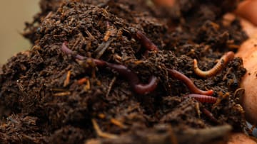 Blumenerde für Pflanzen So finden Sie die Richtige für Garten und Balkon