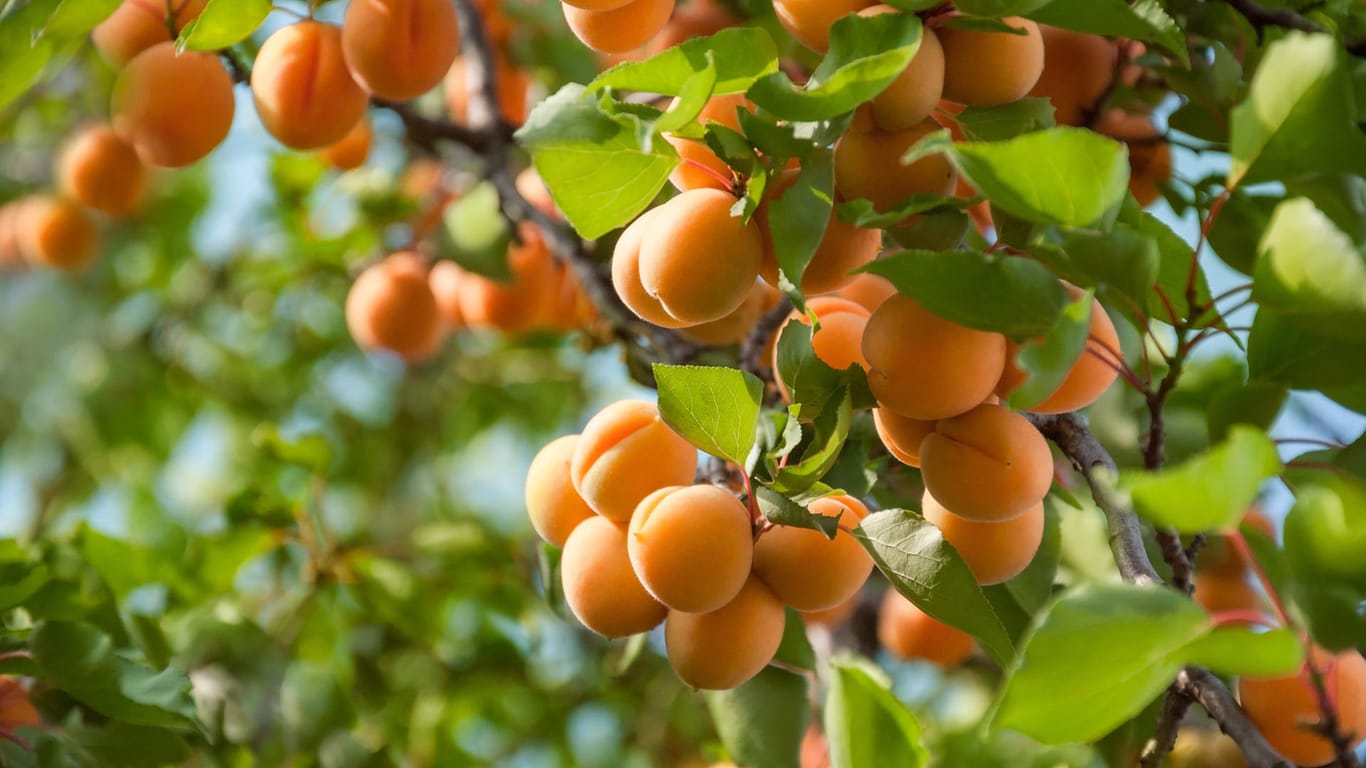 Aprikosenbaum: Die Aprikose gehört zur Familie der Rosengewächse.