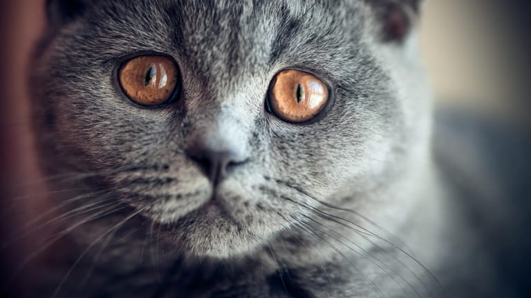 Katze