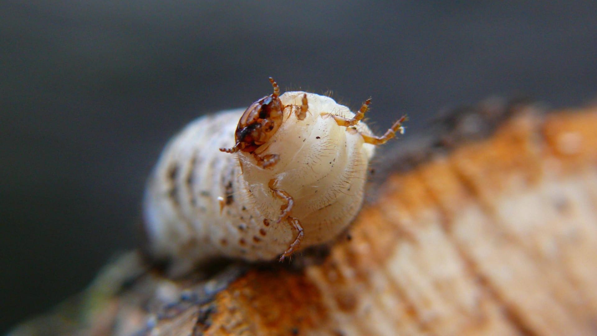 Gemeiner oder Gewöhnlicher Nagekäfer (Anobium punctatum): Er ist auch als Holzwurm bekannt.