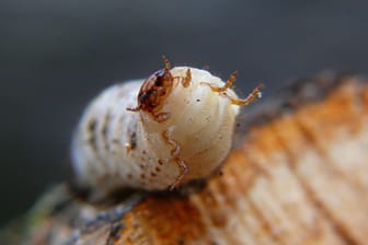 Gemeiner oder Gewöhnlicher Nagekäfer (Anobium punctatum): Er ist auch als Holzwurm bekannt.
