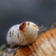Gemeiner oder Gewöhnlicher Nagekäfer (Anobium punctatum): Er ist auch als Holzwurm bekannt.