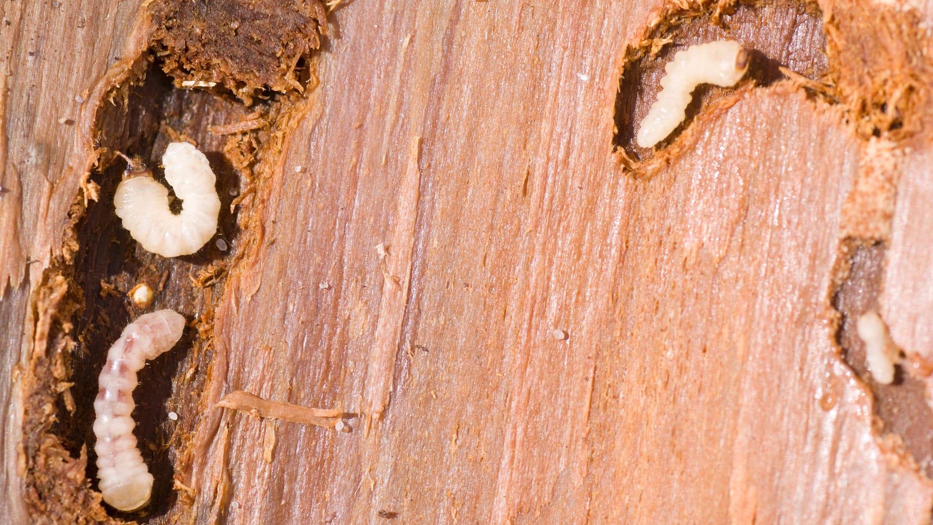 Holzwurm (Anobium punctatum): Die Larven fressen sich jahrelang durchs Holz und hinterlassen kleine Gänge.