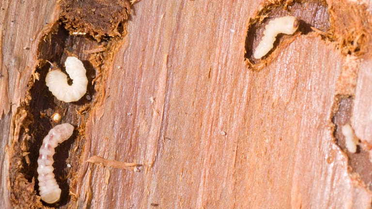 Holzwurm (Anobium punctatum): Die Larven fressen sich jahrelang durchs Holz und hinterlassen kleine Gänge.