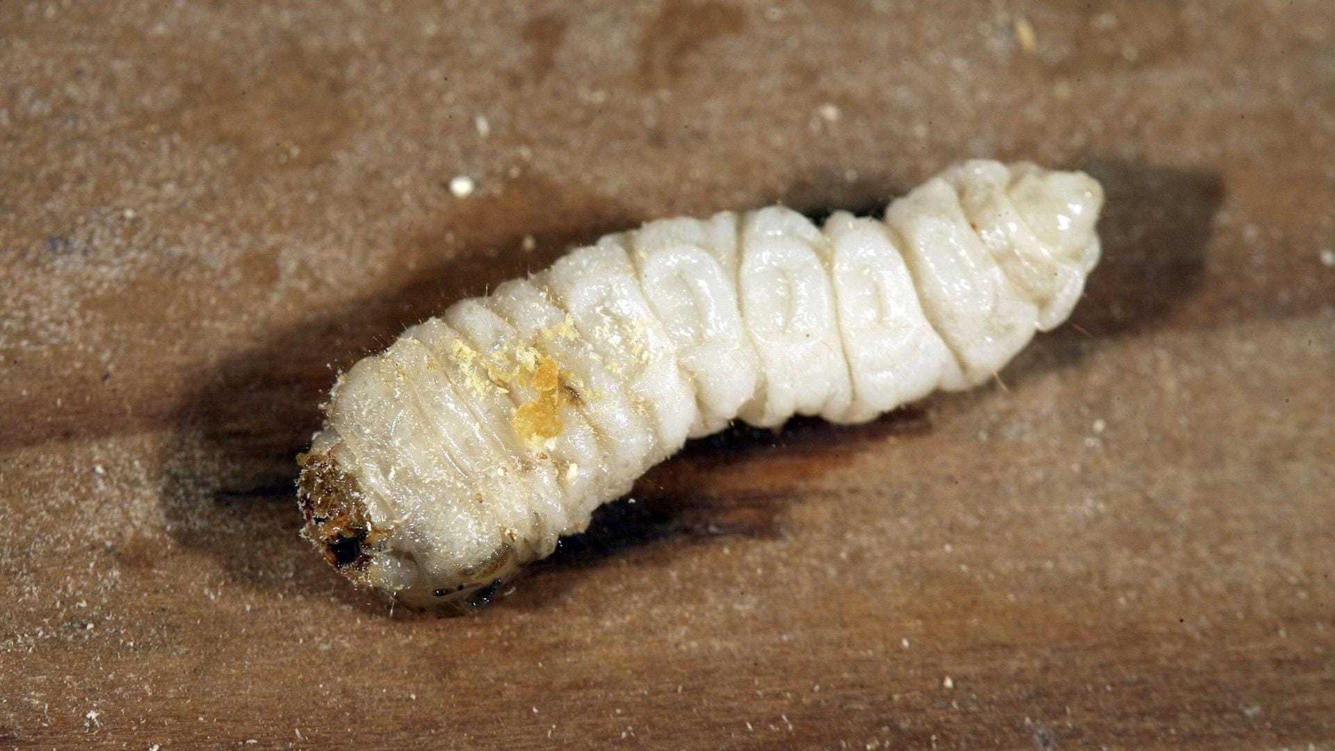 Hausbockkäfer (Hylotrupes bajulus): Die Larve kann bis zu 25 Millimeter groß werden.