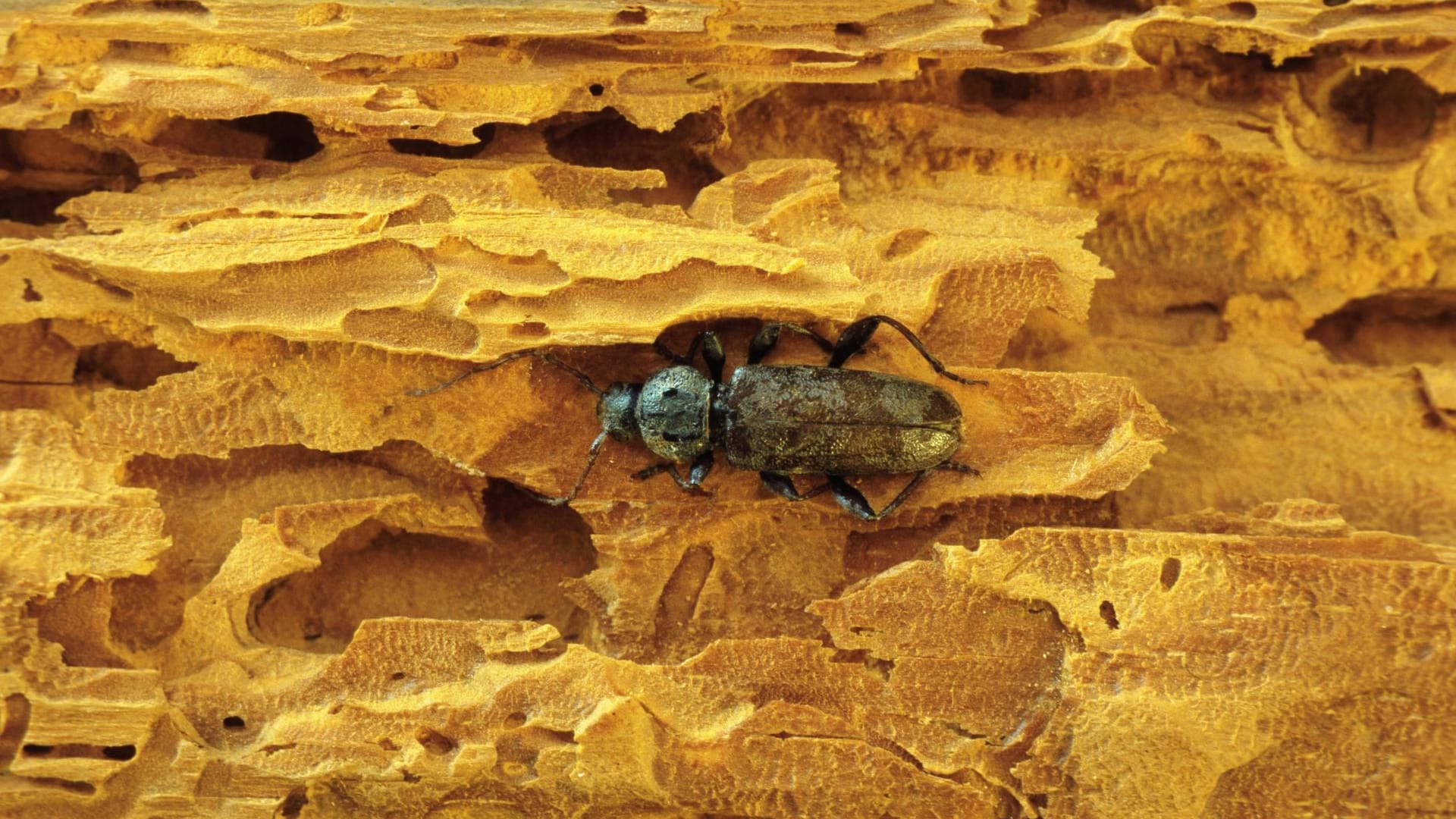 Hausbockkäfer (Hylotrupes bajulus): Er wird etwa zehn bis 28 Millimeter lang.