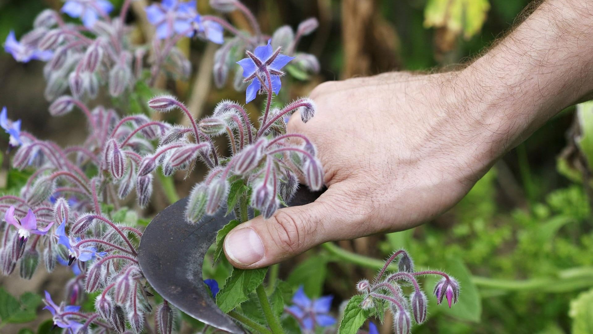 Borretsch (Borago officinalis): Seine Blüten kann man mit einer Hippe (Klappmesser) abschneiden.