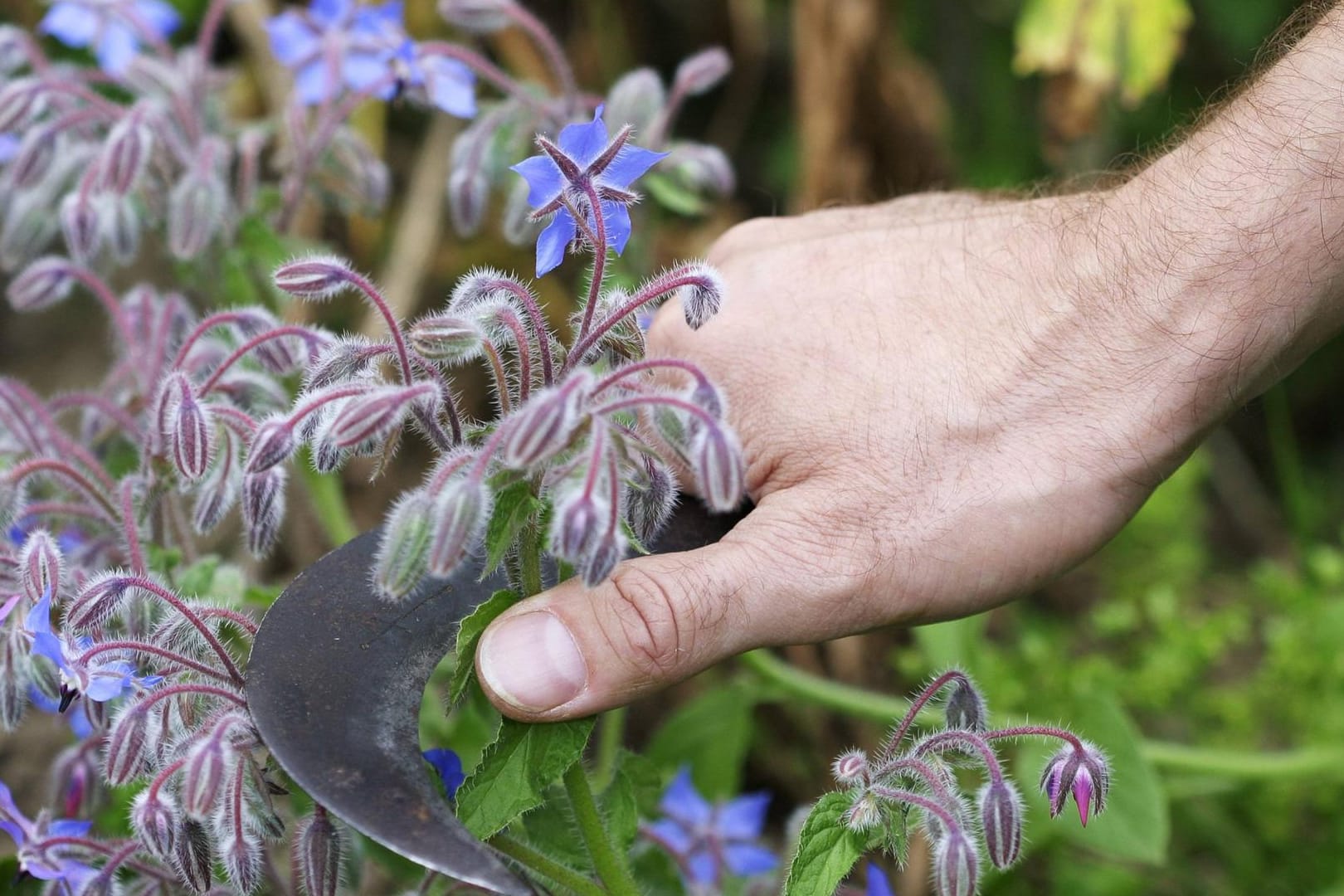 Borretsch (Borago officinalis): Seine Blüten kann man mit einer Hippe (Klappmesser) abschneiden.