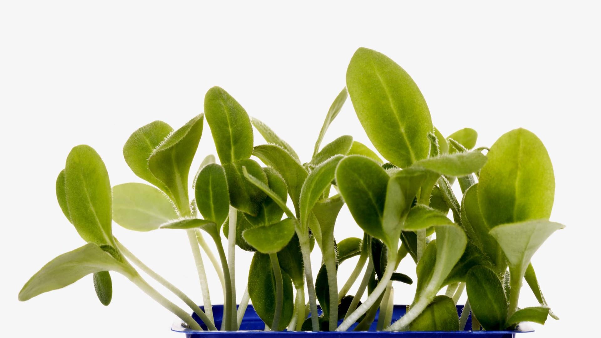 Borretsch (Borago officinalis): Das Gewürz in einer sogenannten Anzuchtschale.