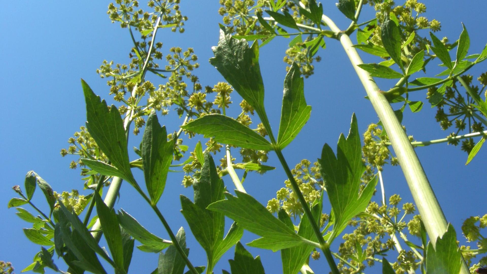 Liebstöckel (Levisticum officinale): Er ist in der Küche auch als Maggikraut bekannt.