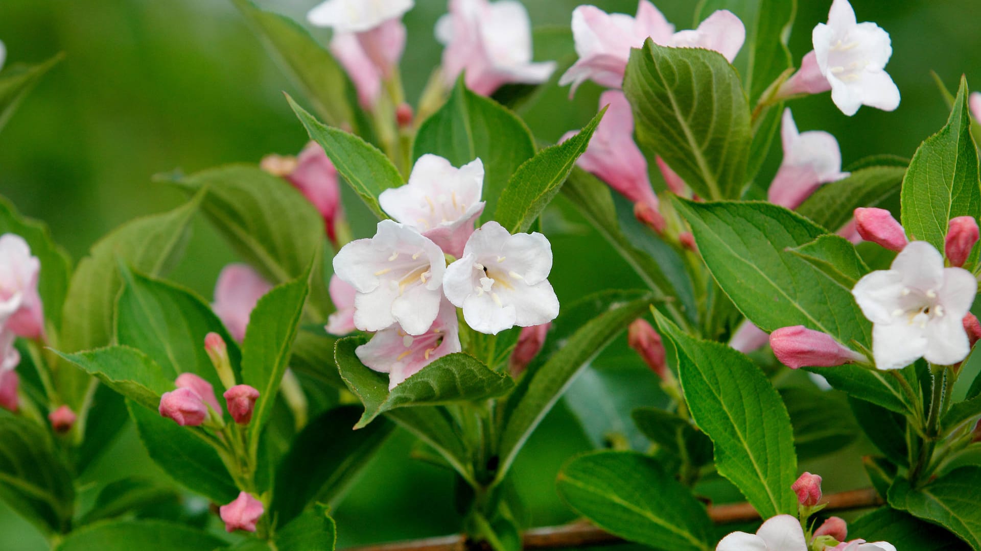 Weigelie (Weigela): Sie blüht im Mai und Juni in in Weiß Gelb, Rosa oder Rot.