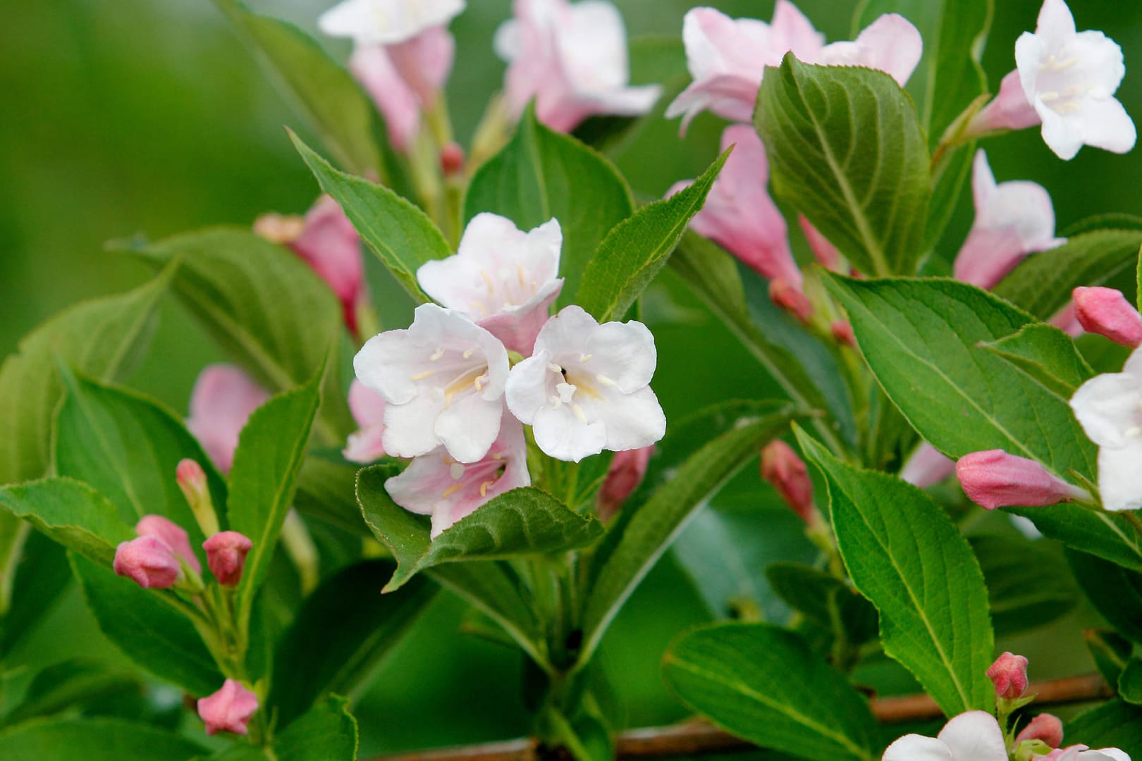 Weigelie (Weigela): Sie blüht im Mai und Juni in in Weiß Gelb, Rosa oder Rot.