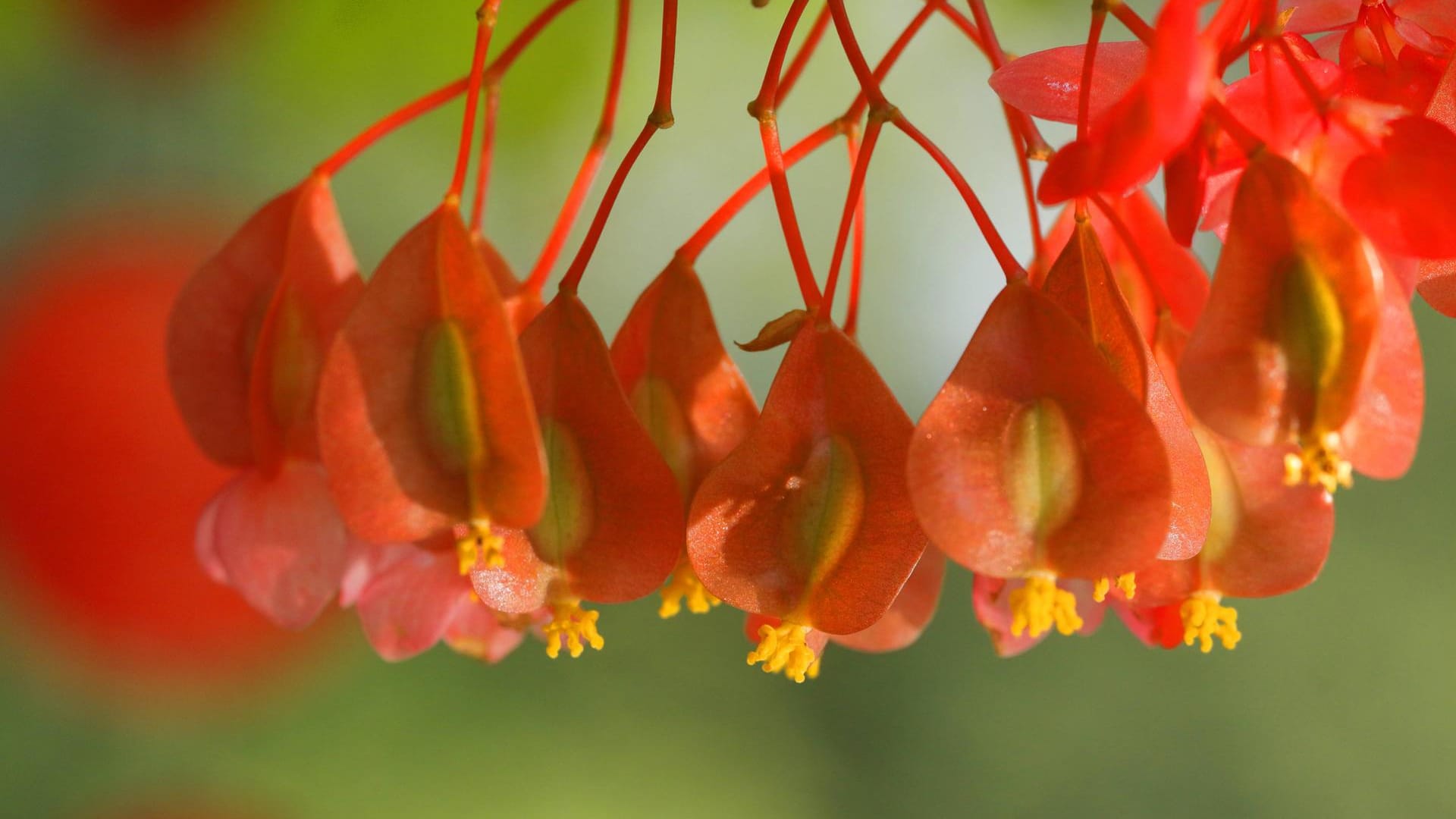 Korallenbegonie: Die Begonia corallina ist eine beliebte Zimmerpflanze.