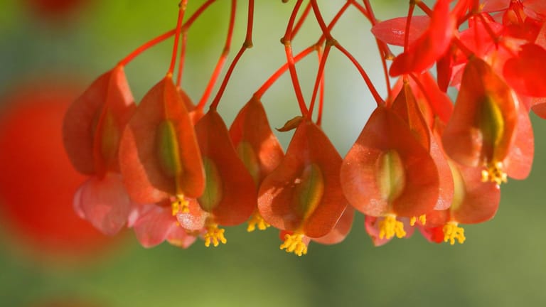 Korallenbegonie: Die Begonia corallina ist eine beliebte Zimmerpflanze.