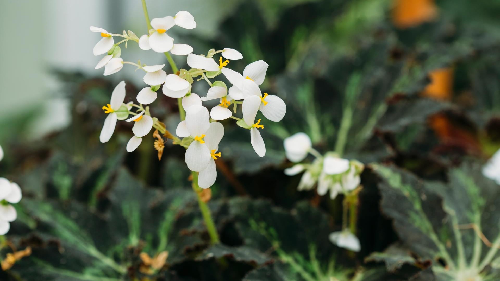 Blattbefonie: Die Begonia Rex ist auch als Königsbegonie bekannt.