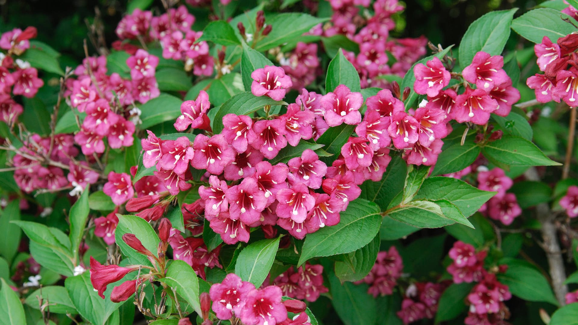 Weigelie (Weigelia): Die Sorte 'Bristol Ruby' ist sehr blühfreudig.