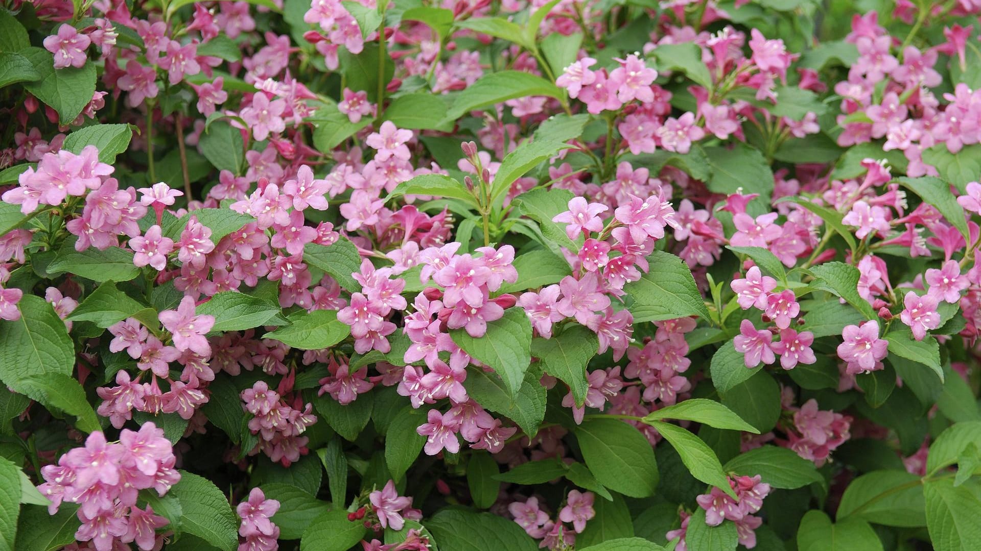 Weigelie (Weigela): Die Blüten der Sorte 'Styriaca' gleichen Trompeten oder Glöckchen.