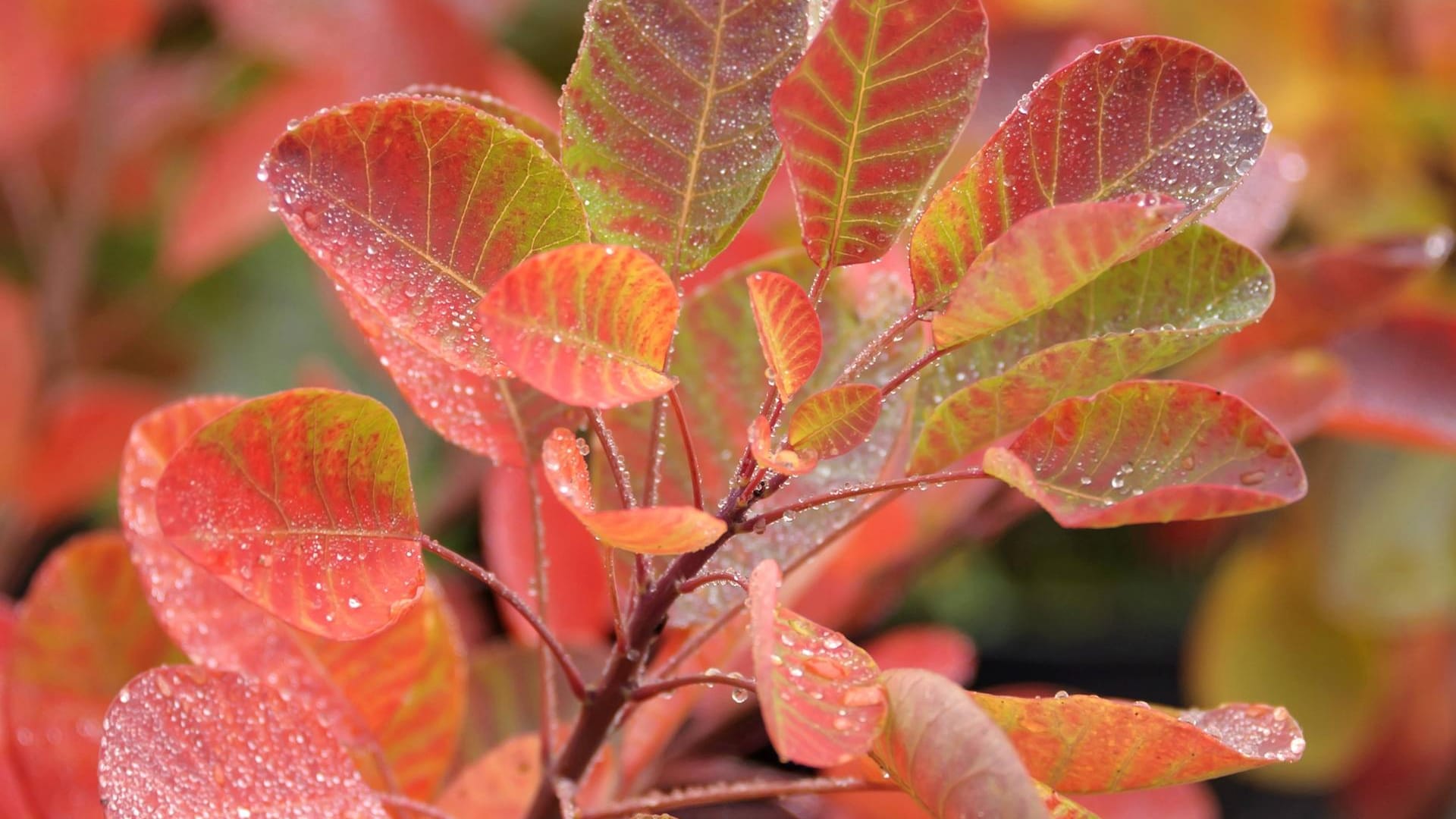 Perückenstrauch (Cotinus coggygria): Die Sorte 'Young Lady' wird etwa 1,5 Meter groß.