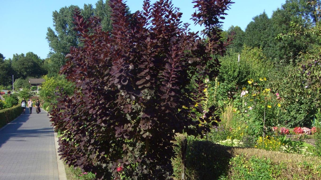 Perückenstrauch (Cotinus coggygria): Die Sorte 'Royal Purple' heißt auch Roter Perückenstrauch.