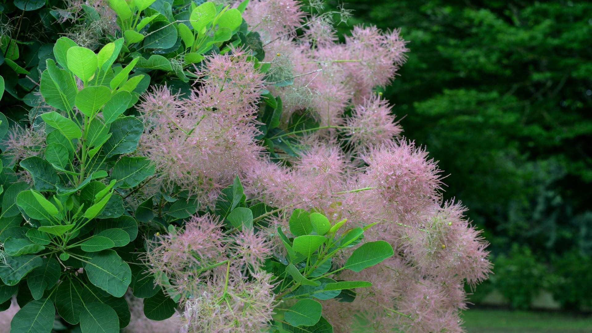 Perückenstrauch (Cotinus coggygria): Seine Früchte sind auffällige Büschel – daher auch sein Name.