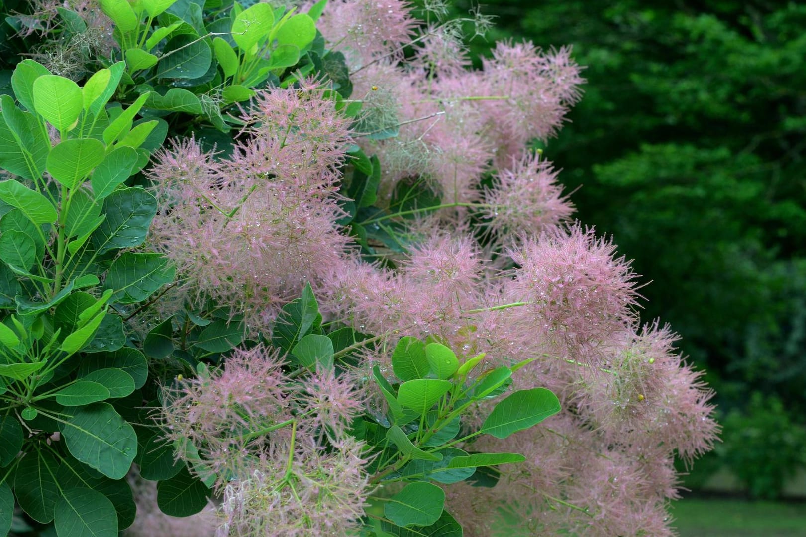 Perückenstrauch (Cotinus coggygria): Seine Früchte sind auffällige Büschel – daher auch sein Name.