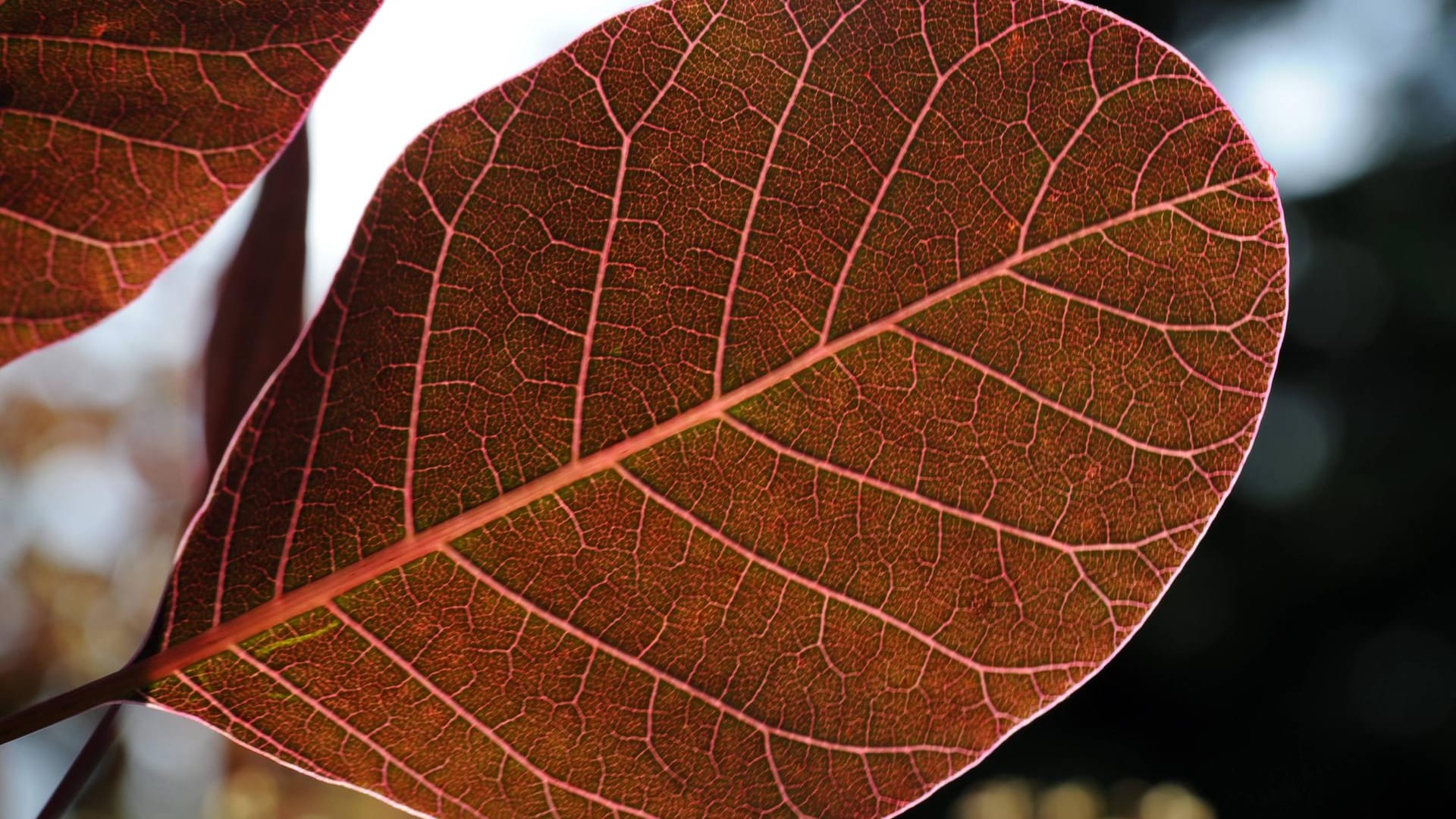 Gewöhnlicher Perückenstrauch (Cotinus coggygria): Ein Blatt der Sorte 'Royal Purple'.