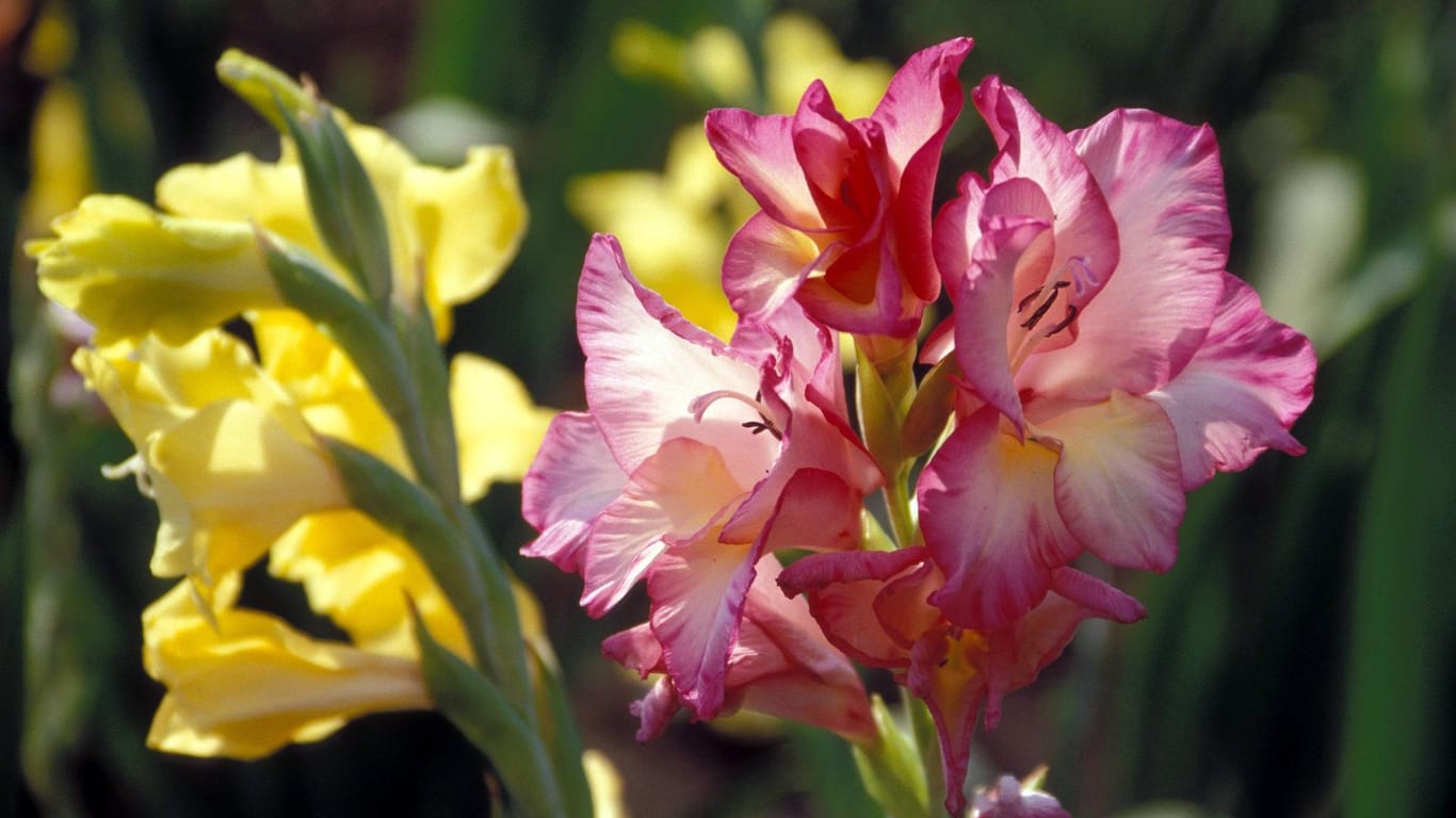 Gladiole (Gladiolus): Sie blüht in einer breiten Farbpalette.
